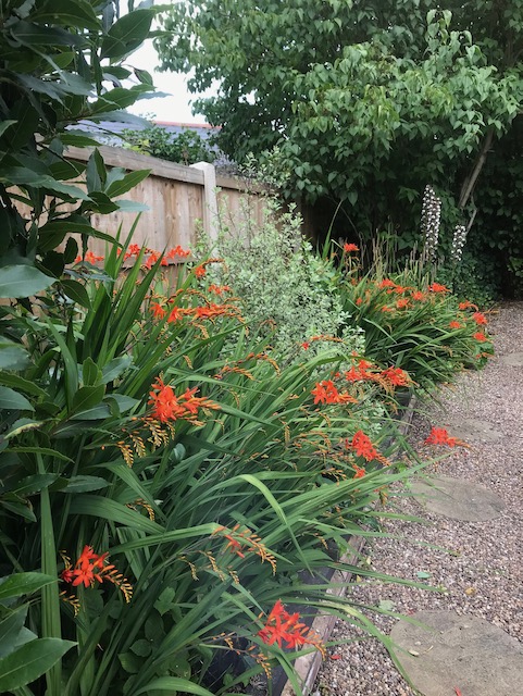 Some flowers along the side of the back garden